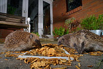 Three Hedgehogs (Erinaceus europaeus) feeding on mealworms and oatmeal left out for them on a patio, Chippenham, Wiltshire, UK, August.  Taken with a remote camera. Property released.