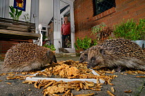 Three Hedgehogs (Erinaceus europaeus) feeding on mealworms and oatmeal left out for them on a patio, watched by the home owner, Chippenham, Wiltshire, UK, August.  Taken with a remote camera. Property...