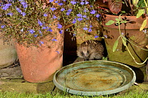Hedgehog (Erinaceus europaeus) visiting a water bowl left out on a patio for hedgehogs to drink from, at night, Chippenham, Wiltshire, UK, August.  Taken with a remote camera trap. Property released.