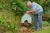 Hedgehog house positioned in a suburban garden along with straw bedding and leaf litter by home-owner, Chippenham, Wiltshire, UK, September.  Model released.