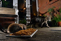Two Hedgehogs (Erinaceus europaeus) feeding on mealworms left out for them on a patio as a domestic cat walks past, Chippenham, Wiltshire, UK, August.  Taken with a remote camera. Property released.