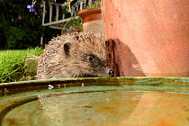 Hedgehog (Erinaceus europaeus) visiting a water bowl left out on a patio for hedgehogs to drink from, at night, Chippenham, Wiltshire, UK, August.  Taken with a remote camera trap. Property released.
