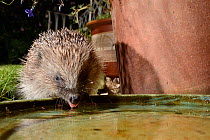 Hedgehog (Erinaceus europaeus) lapping water from a bowl left out on a patio for hedgehogs to drink from, at night, Chippenham, Wiltshire, UK, August. Photographed using camera trap. Property released...