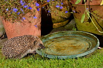 Hedgehog (Erinaceus europaeus) drinking from water bowl left out on a patio for hedgehogs, at night, Chippenham, Wiltshire, UK, August.  Taken with a remote camera trap. Property released.