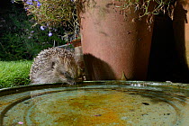 Hedgehog (Erinaceus europaeus) drinking from water bowl left out on a patio for hedgehogs, at night, Chippenham, Wiltshire, UK, August.  Taken with a remote camera trap. Property released.