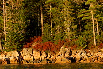Rocky shoreline in Acadia National Park, Maine, USA. October 2013.