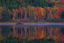 Beaver Pond with beaver lodge and fall colours.  Acadia National Park, Maine, USA. October 2014.