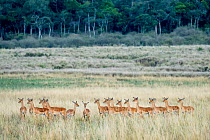 Impala (Aepyceros melampus) herd of females standing alert, Masai-Mara game reserve, Kenya