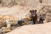 Spotted hyena (Crocuta crocuta)  pups at the den with resting adult, Sabi Sands  Private Game Reserve, South Africa