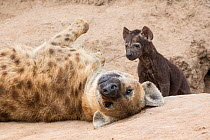 Spotted hyena (Crocuta crocuta) adult and pup at the den, Sabi Sands  Private Game Reserve, South Africa