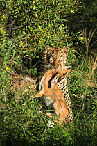Leopard (Panthera pardus) killing a Steenbok (Raphicerus campestris) Motswari private game reserve, South Africa