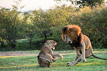 Lion (Panthera leo), aggressive lioness refusing to mate, Masai-Mara Game Reserve, Kenya