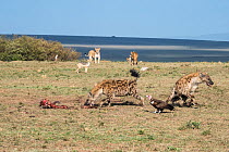 Lions (Panthera leo) leaving remains of carcass as Hyena (Crocuta crocuta) arrive to scavenge. With Hooded vulture (Necrosyrtes monachus) and Black backed jackals (Canis mesomelas) Masai-Mara game res...