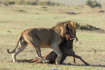 Lion (Panthera leo) male dragging the wildebeest  (Connochaetes taurinus albojubatus) prey, Masai-Mara Game Reserve, Kenya