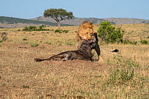 Lion (Panthera leo) male dragging wildebeest  (Connochaetes taurinus albojubatus) prey, Masai-Mara Game Reserve, Kenya