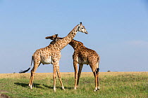 Masai giraffe (Giraffa cameleopardalis tippelskirchi), young males fighting, Masai-Mara game reserve, Kenya