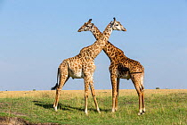 Masai giraffe (Giraffa cameleopardalis tippelskirchi), young males fighting, Masai-Mara game reserve, Kenya