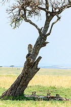 Cheetah (Acinonyx jubatus) coalition of males resting with one keeping watch from tree, Masai-Mara Game Reserve, Kenya