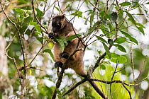 Lumholtz's tree-kangaroo (Dendrolagus lumholtzi) feeding on leaves. Queensland, Australia
