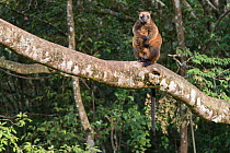 Lumholtz's tree-kangaroo (Dendrolagus lumholtzi) high up on a tree.  Queensland, Australia