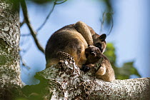 Lumholtz's tree-kangaroo (Dendrolagus lumholtzi) mother and grown joey high up on a tree. Queensland, Australia