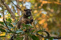 Lumholtz's tree-kangaroo (Dendrolagus lumholtzi) feeding on leaves.  Queensland, Australia