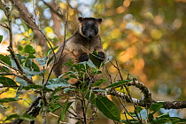 Lumholtz&#39;s tree-kangaroo (Dendrolagus lumholtzi) feeding on leaves.  Queensland, Australia