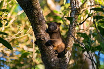 Lumholtz's tree-kangaroo (Dendrolagus lumholtzi) high up on a tree. Queensland, Australia