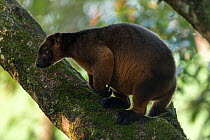 Lumholtz's tree-kangaroo (Dendrolagus lumholtzi) high up in tree. Queensland, Australia