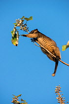 Lumholtz's tree-kangaroo (Dendrolagus lumholtzi) feeding on leaves.  Queensland, Australia