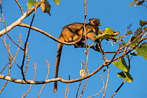 Lumholtz&#39;s tree-kangaroo (Dendrolagus lumholtzi) feeding on leaves. Queensland, Australia