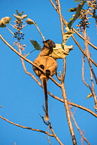 Lumholtz's tree-kangaroo (Dendrolagus lumholtzi) feeding on leaves. Queensland, Australia