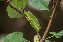 White-lipped tree frog (Litoria infrafrenata) well camouflaged on a branch, Daintree , Queensland, Australia