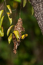 Olive-backed sunbird (Cinnyris jugularis) building nest, Daintree , Queensland, Australia