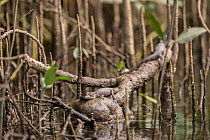 Saltwater crocodile (Crocodylus porosus) hatchling resting on tree branch, Daintree , Queensland, Australia