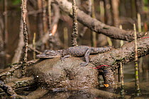Saltwater crocodile (Crocodylus porosus) hatchling resting on tree branch, Daintree , Queensland, Australia