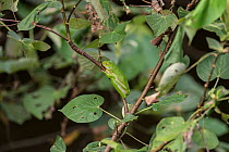 White-lipped tree frog (Litoria infrafrenata) resting on leaf, Daintree , Queensland, Australia