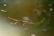 Saltwater crocodile (Crocodylus porosus) hatchling swimming,, Daintree, Queensland, Australia
