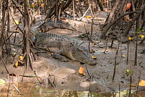 Saltwater crocodile (Crocodylus porosus)  resting on the banks along the Daintree River, Daintree , Queensland, Australia