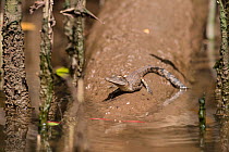 Saltwater crocodile hatchling (Crocodylus porosus)  Daintree , Queensland, Australia