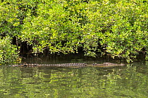 Saltwater crocodile (Crocodylus porosus) swimming stealthily along the Daintree River, Daintree , Queensland, Australia