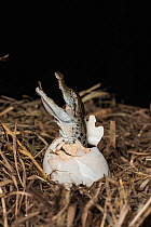 Saltwater crocodile (Crocodylus porosus) hatching out of its egg shell, Daintree , Queensland, Australia