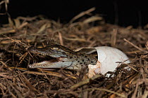 Saltwater crocodile (Crocodylus porosus) baby hatching out of its egg shell, Daintree , Queensland, Australia