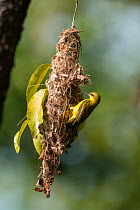 Olive-backed sunbird (Cinnyris jugularis) female tending chicks in her nest. Daintree , Queensland, Australia