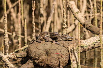Saltwater crocodile (Crocodylus porosus) hatchling resting on tree trunk, Daintree , Queensland, Australia