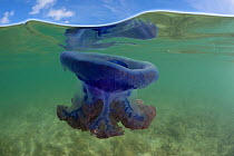 Split level of a large Purple crown jellyfish (Netrostoma setouchina) in shallow waters, Nukubati Island Resort, Macuata Province, Fiji, South Pacific