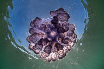 Sunburst against a large Purple crown jellyfish (Netrostoma setouchina) in the shallow waters, Nukubati Island Resort, Macuata Province, Fiji, South Pacific