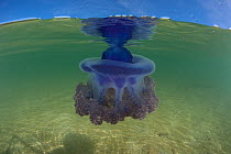 Purple crown jellyfish (Netrostoma setouchina) in shallow waters, Nukubati Island Resort, Macuata Province, Fiji, South Pacific