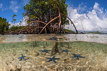 Split level view blue starfish (Linckia laevigata) scattered in the shallow white sands and a mangrove tree with its numerous aerial root (Rhizophora sp), Nukubati Island Resort, Macuata Province, Fij...