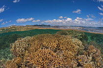Healthy coral reefs with abundant marine life in tambo or marine protected areas - split level, Nukusa Village, Undu Point, Macuata Province, Fiji, South Pacific
